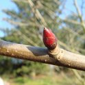 Davidia involucrata bourgeon